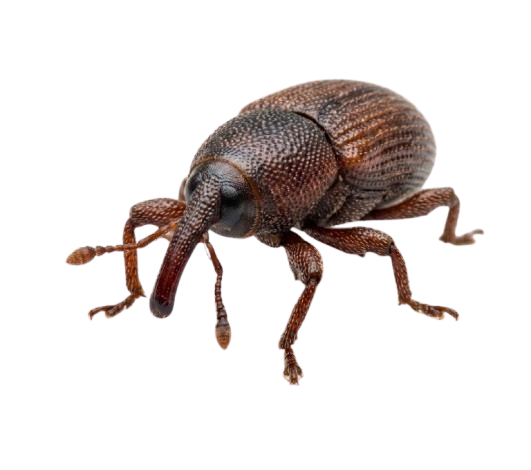 Plaga de Granos